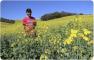 Jocelito aposta no cultivo da canola 